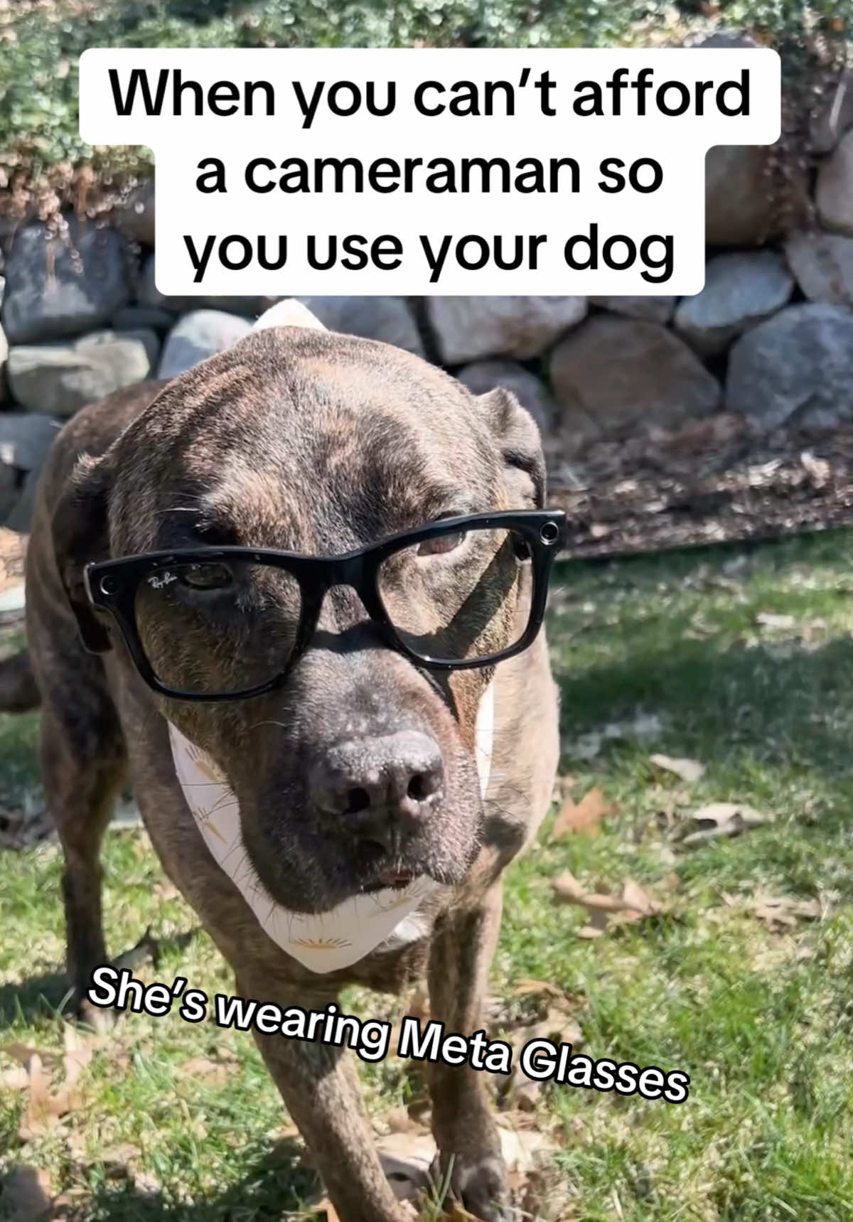 @SCATTERBRAIN 🧠