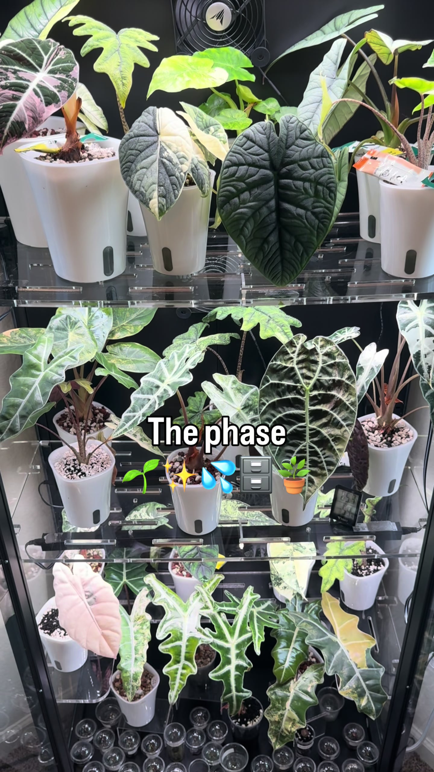 @RarePlantNinja