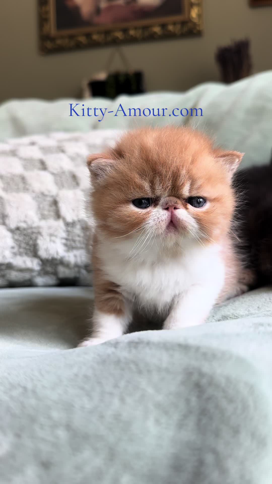 @KittyAmourCattery