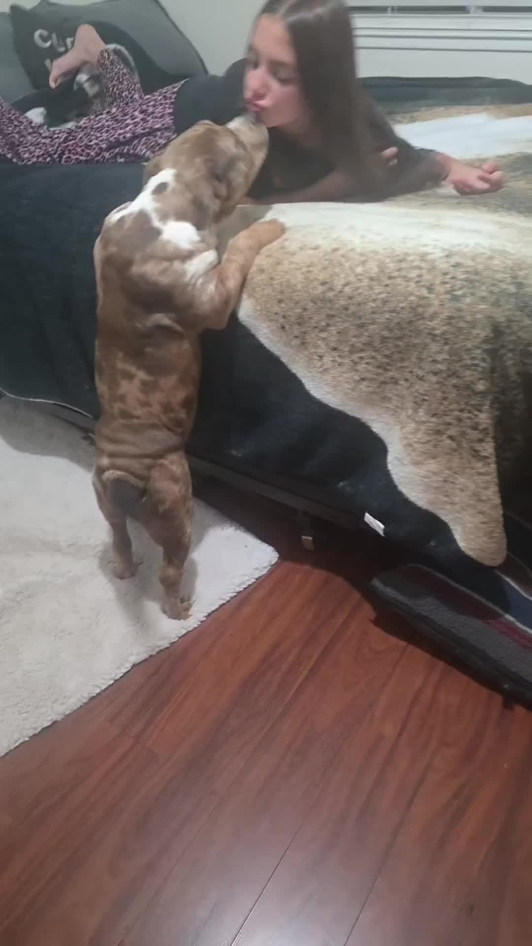 @hwy4bullyz