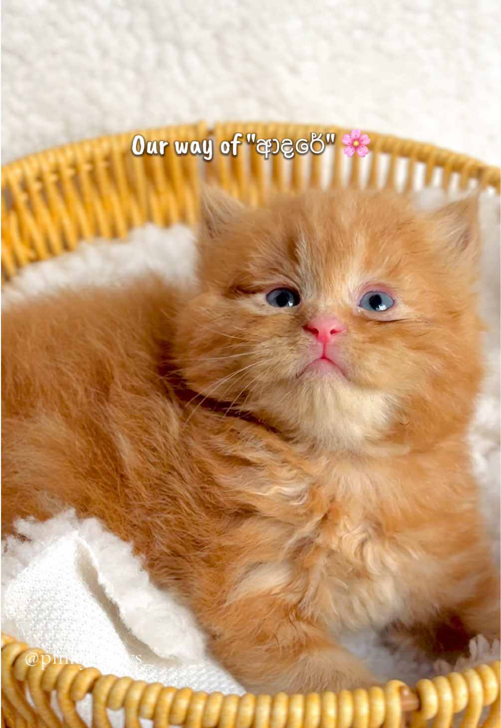 @Pinky Paws