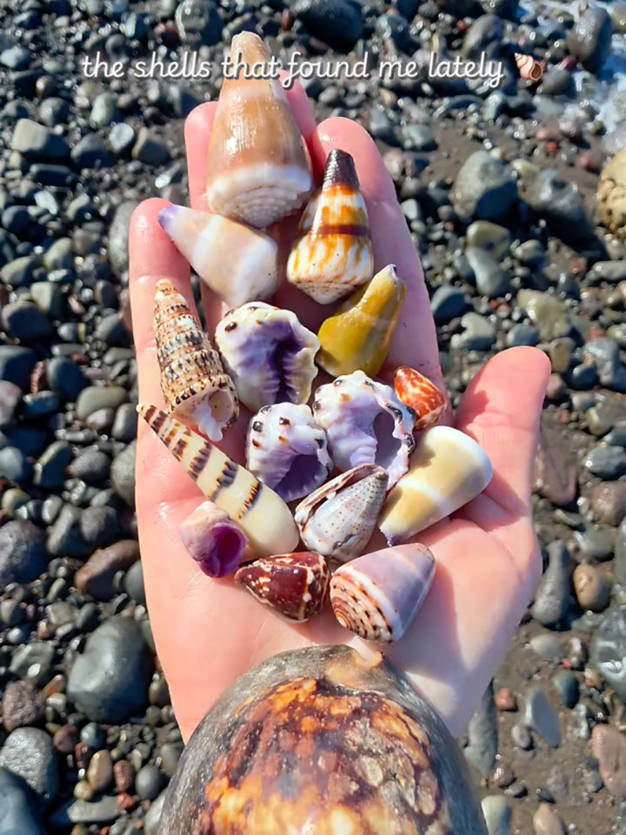@Noe ๐ Shells