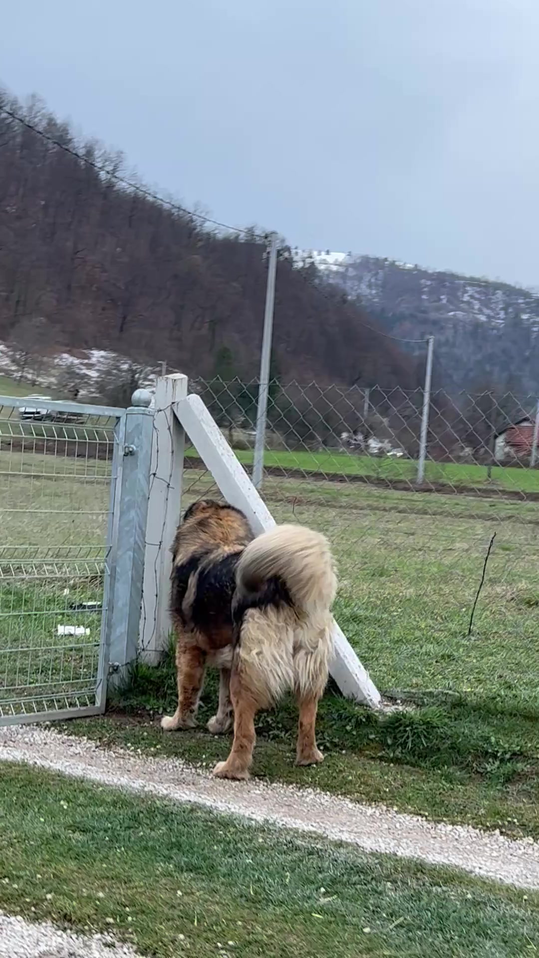 @Caucasian Shepheard Dogs