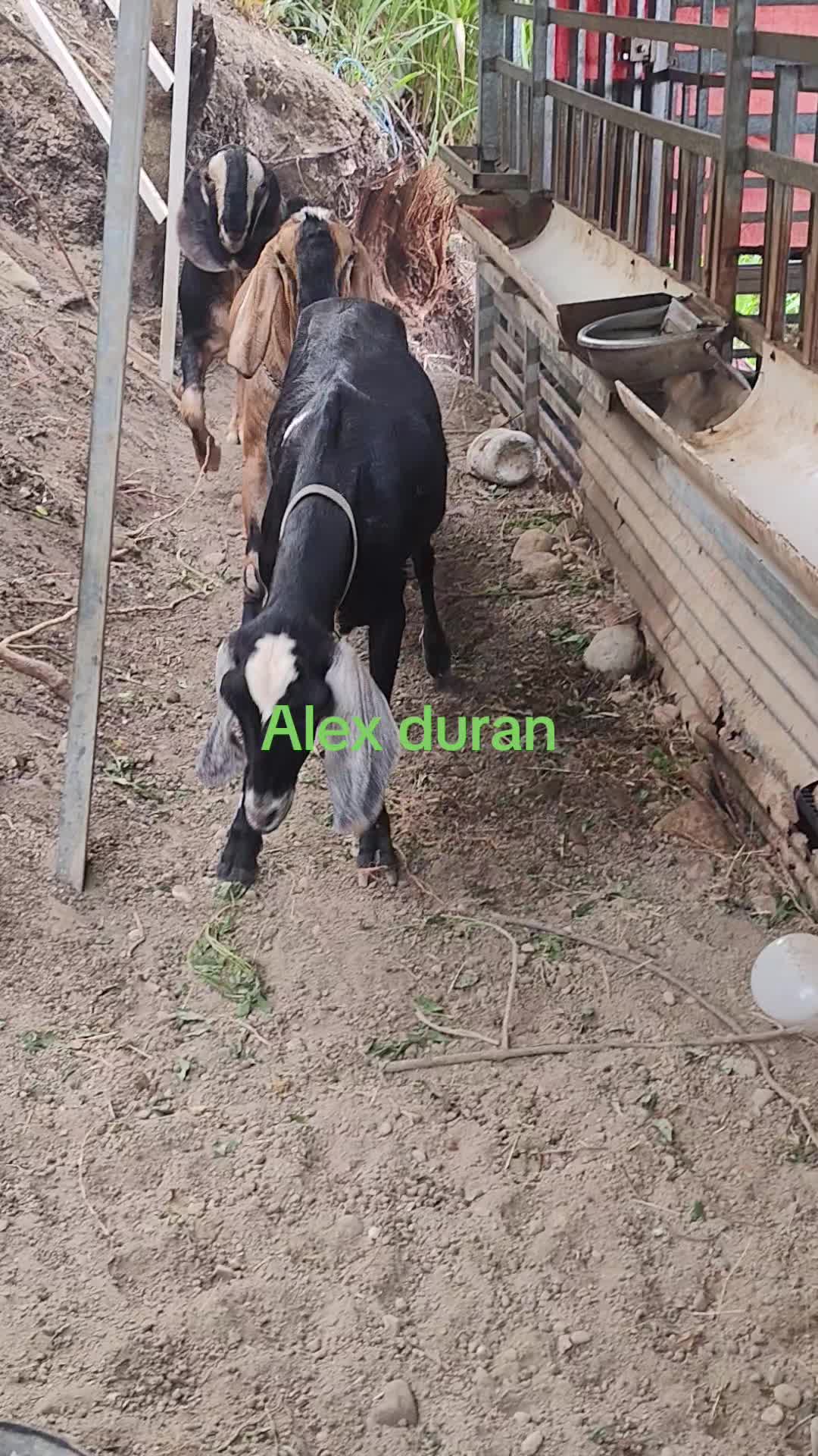 @alexduran7558