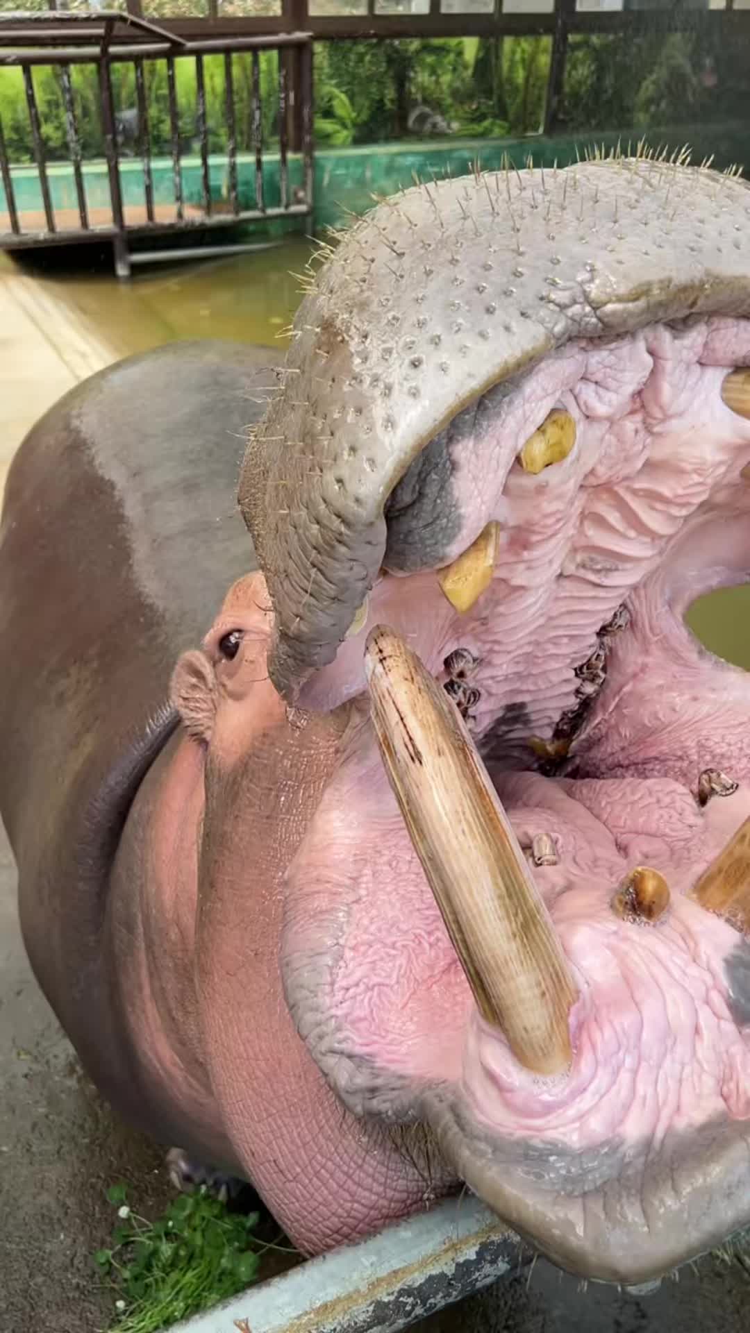 @Hippo