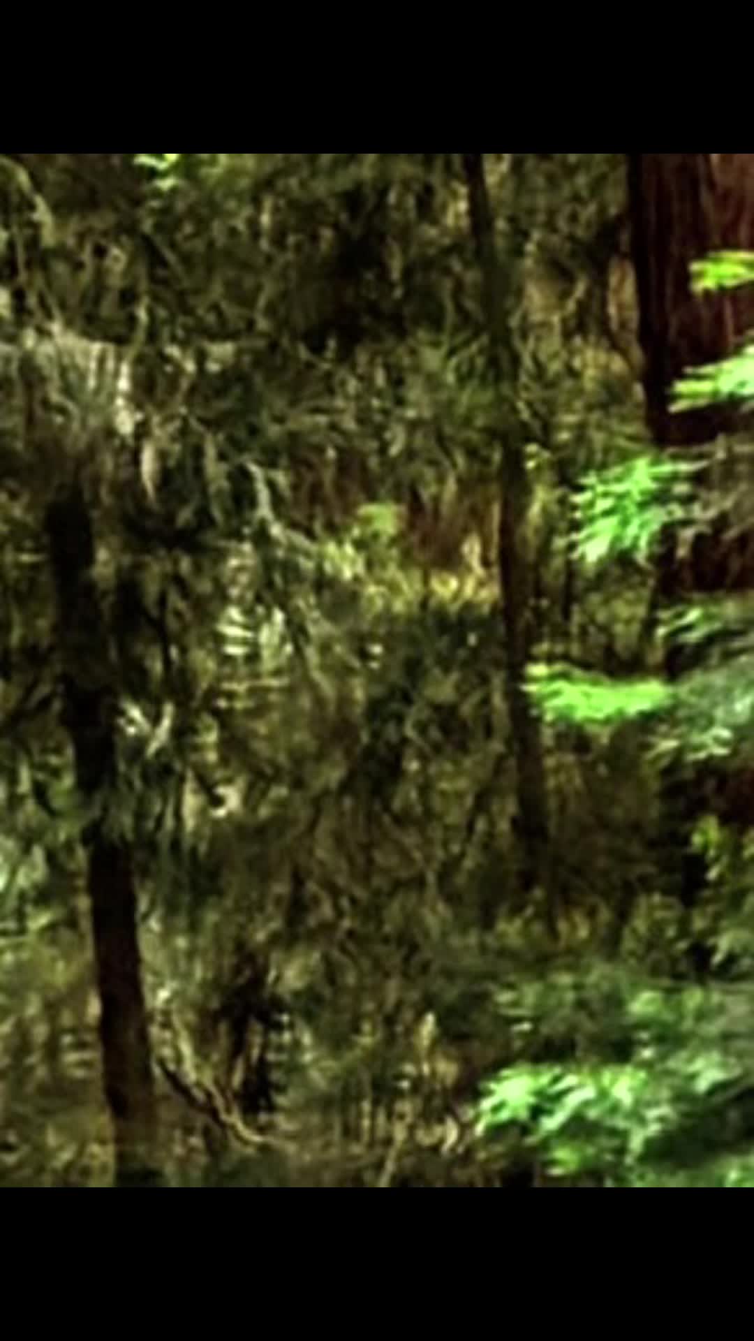 @🌲Forest Friend🌲🙏💗