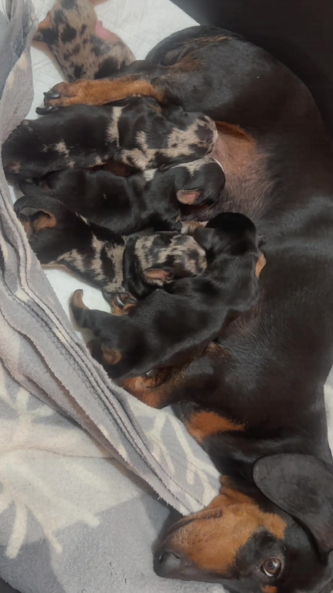 @The Dachshund House
