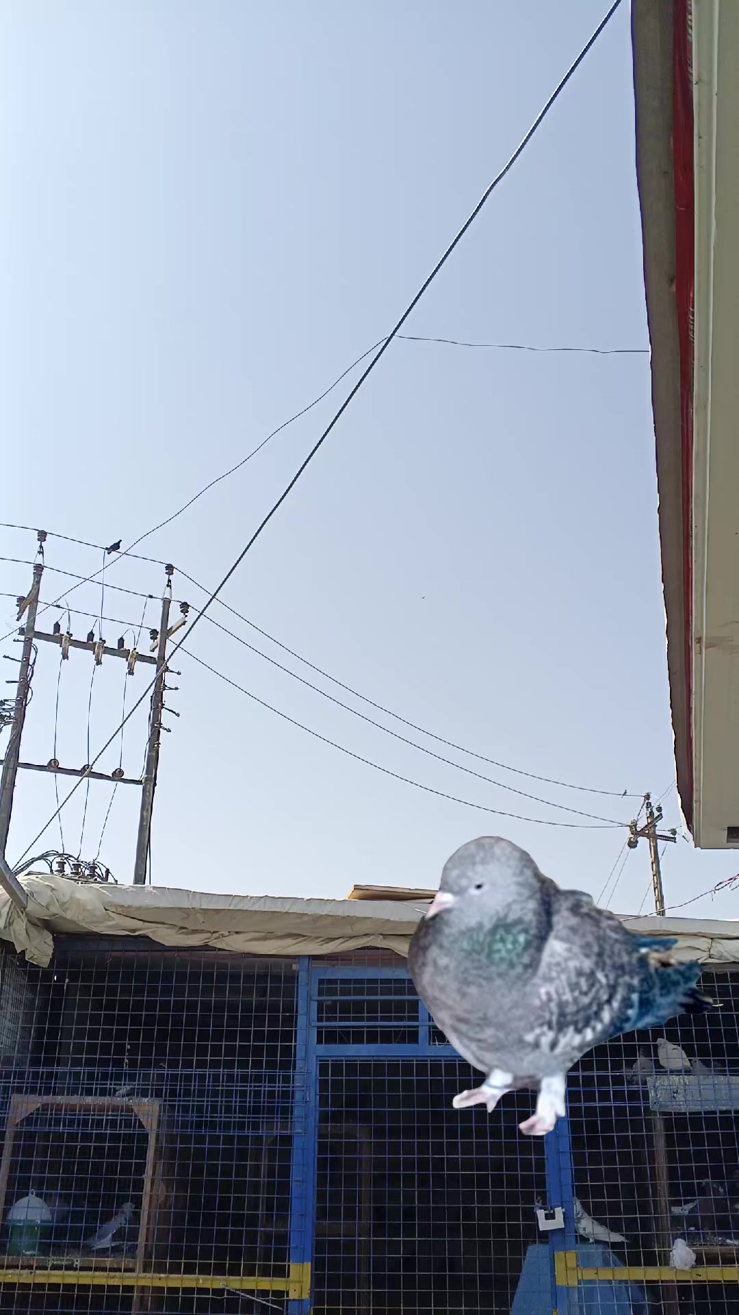@Fread Xoshnaw