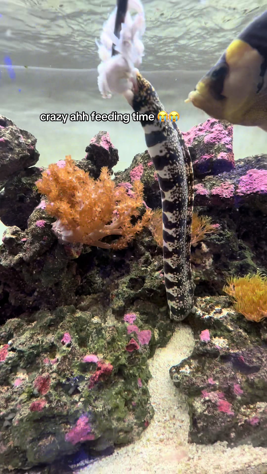 @ReefSync