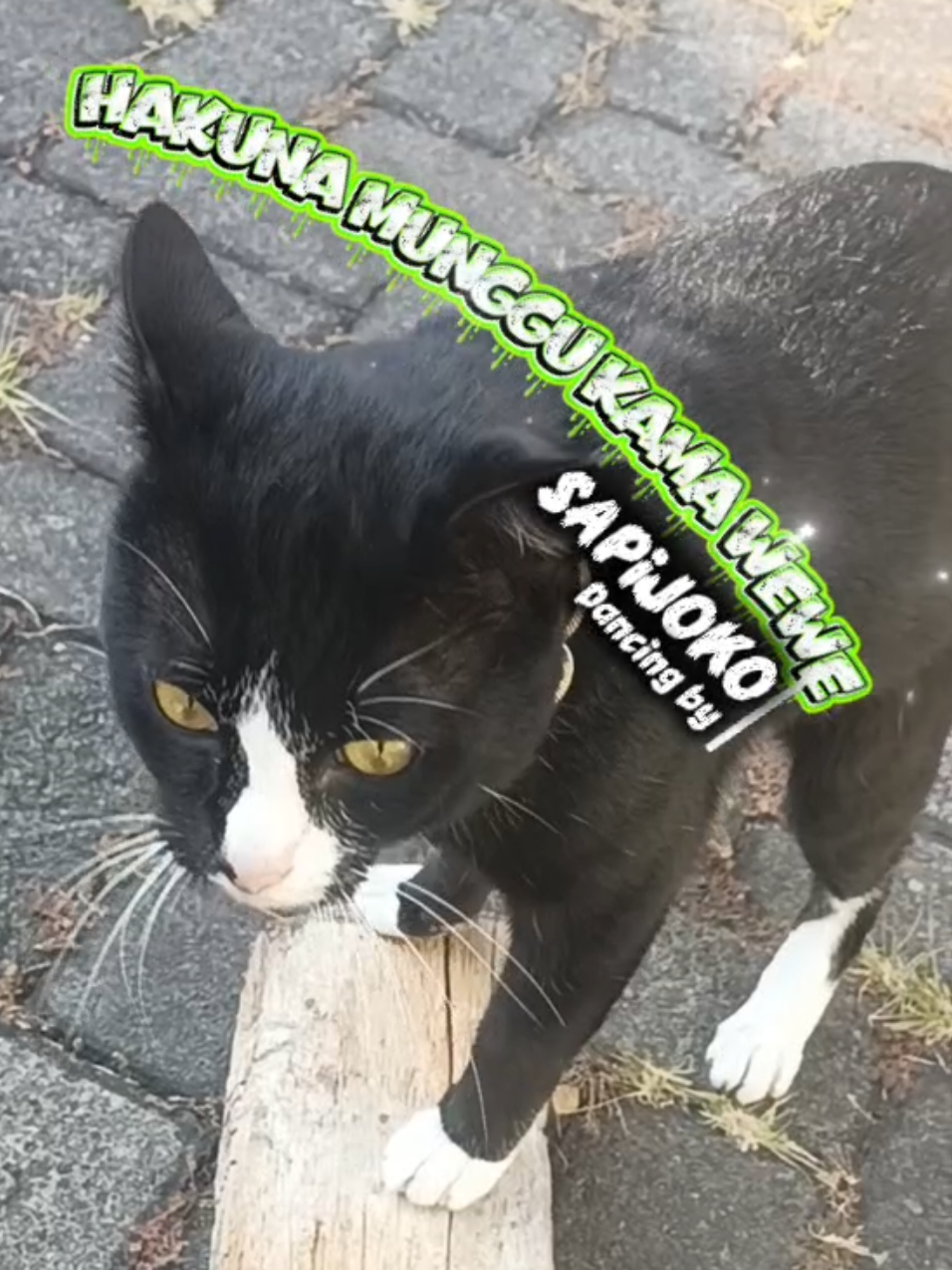 @sapijoko