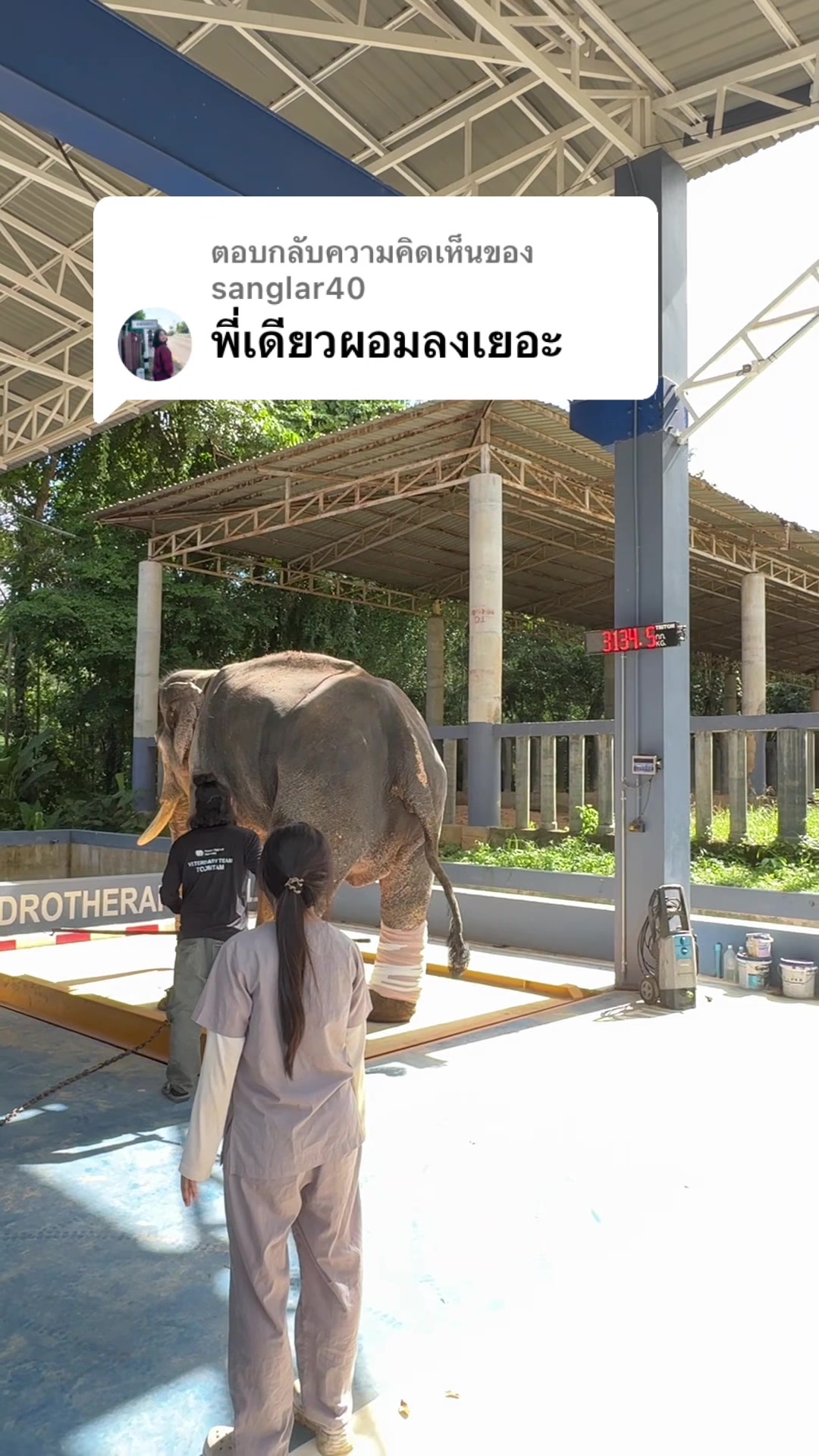 @หมอโบว์ รักษาช้าง