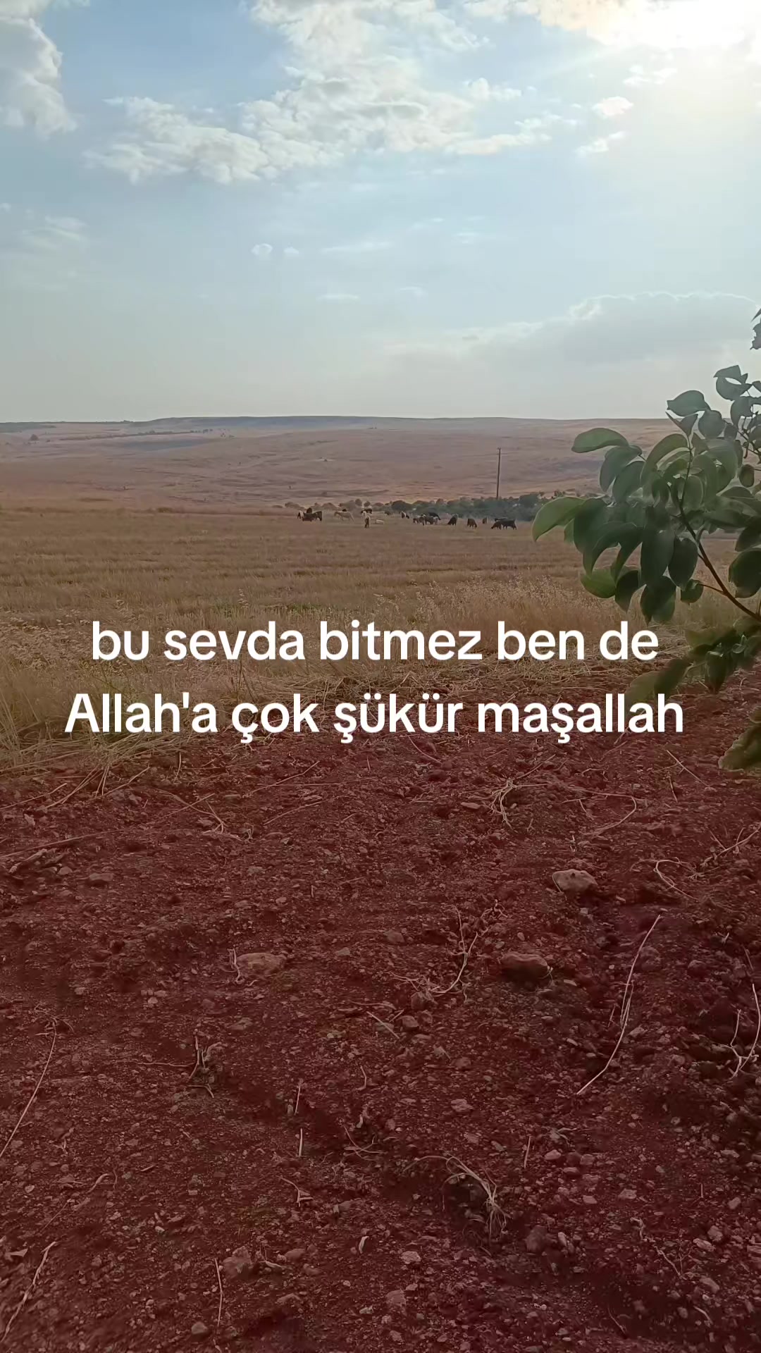 @Alp 🇹🇷🤘🐺27