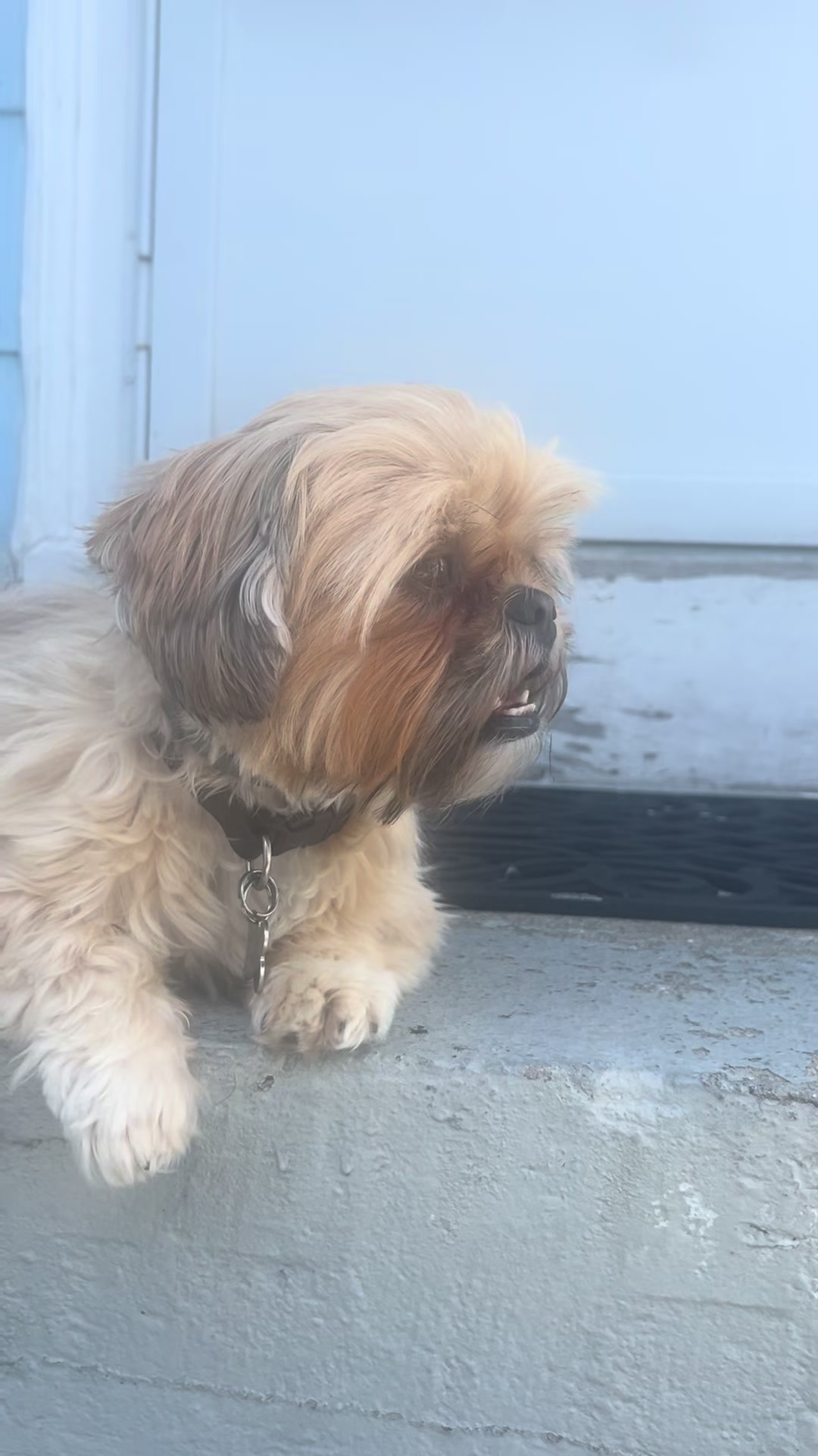@Duuuviethedog