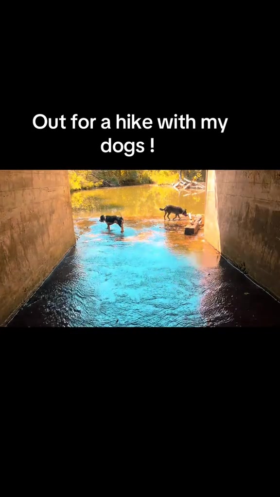 @brandeejane11