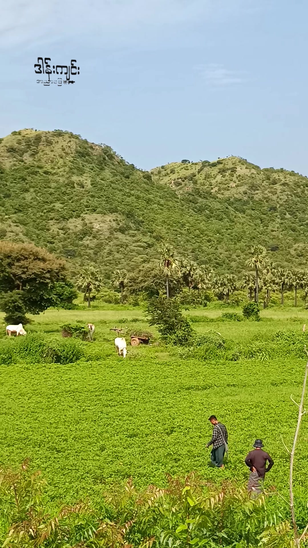 @ဒါန်းကျင်း/အညာမြေ(9.5M)