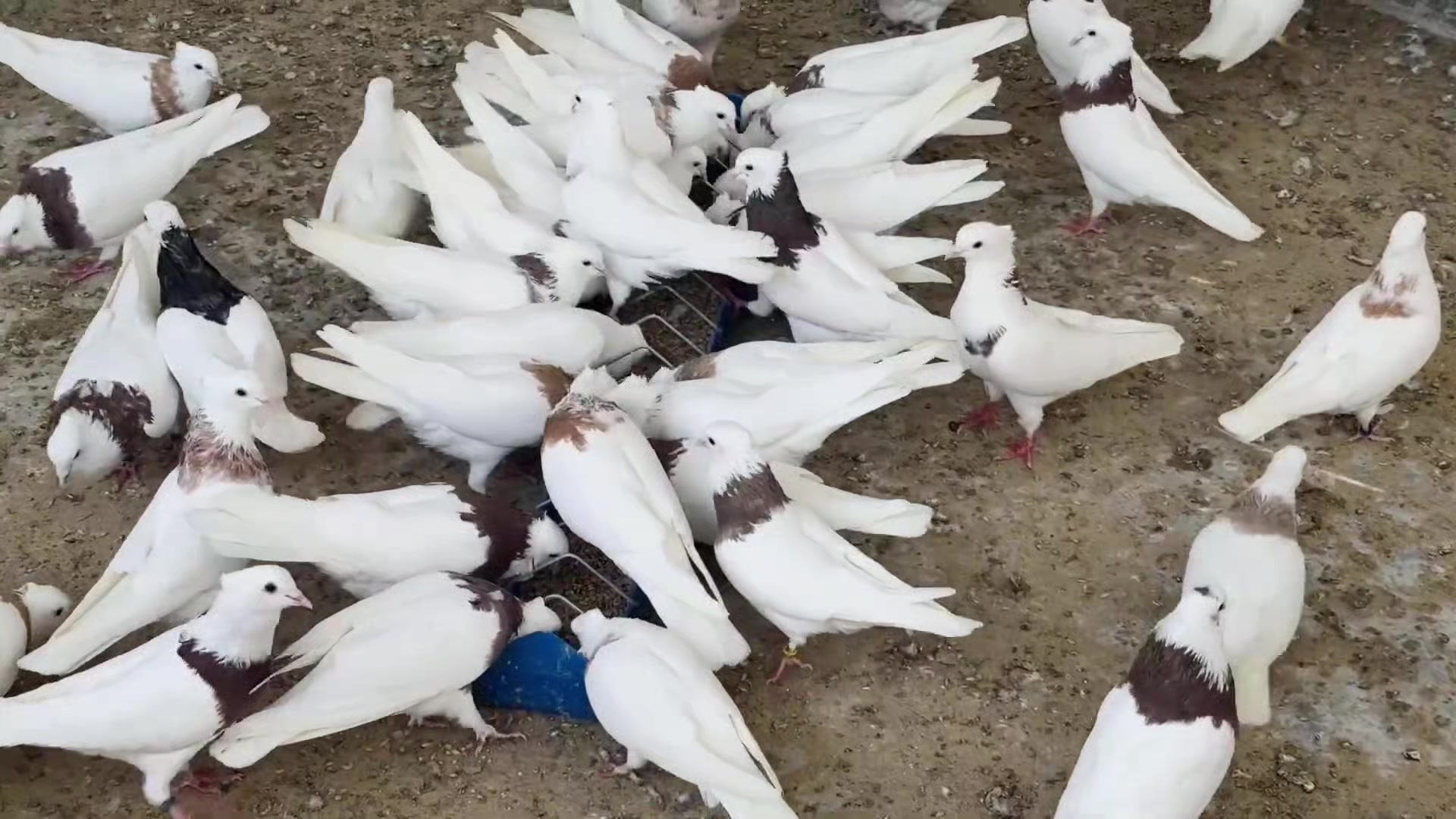 @الجبوري ✪