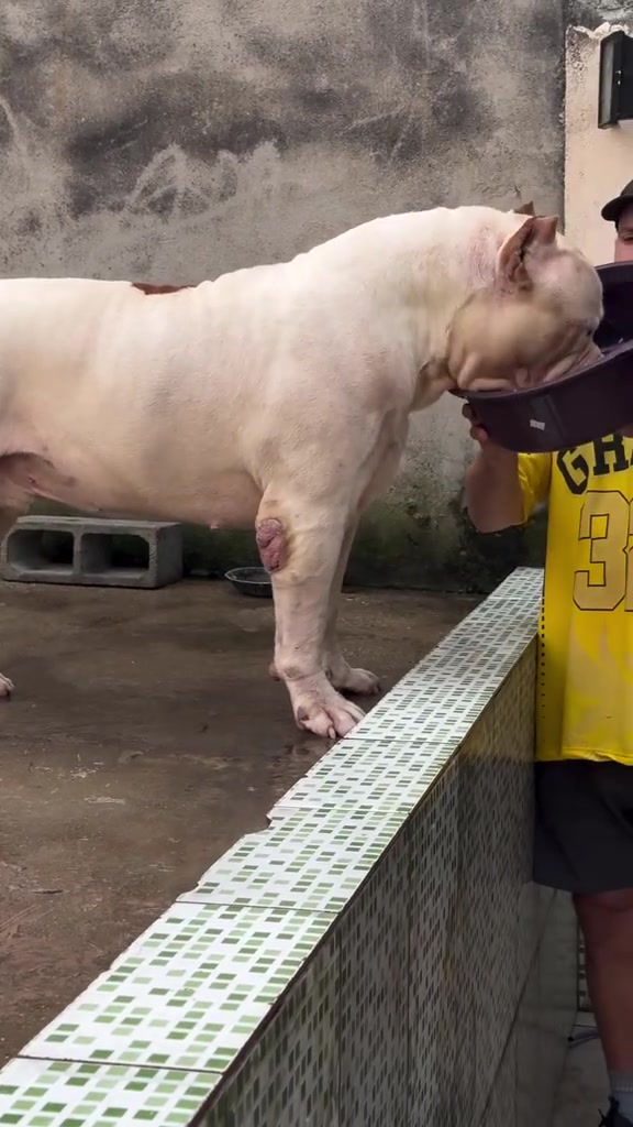 @Brazilian Bull