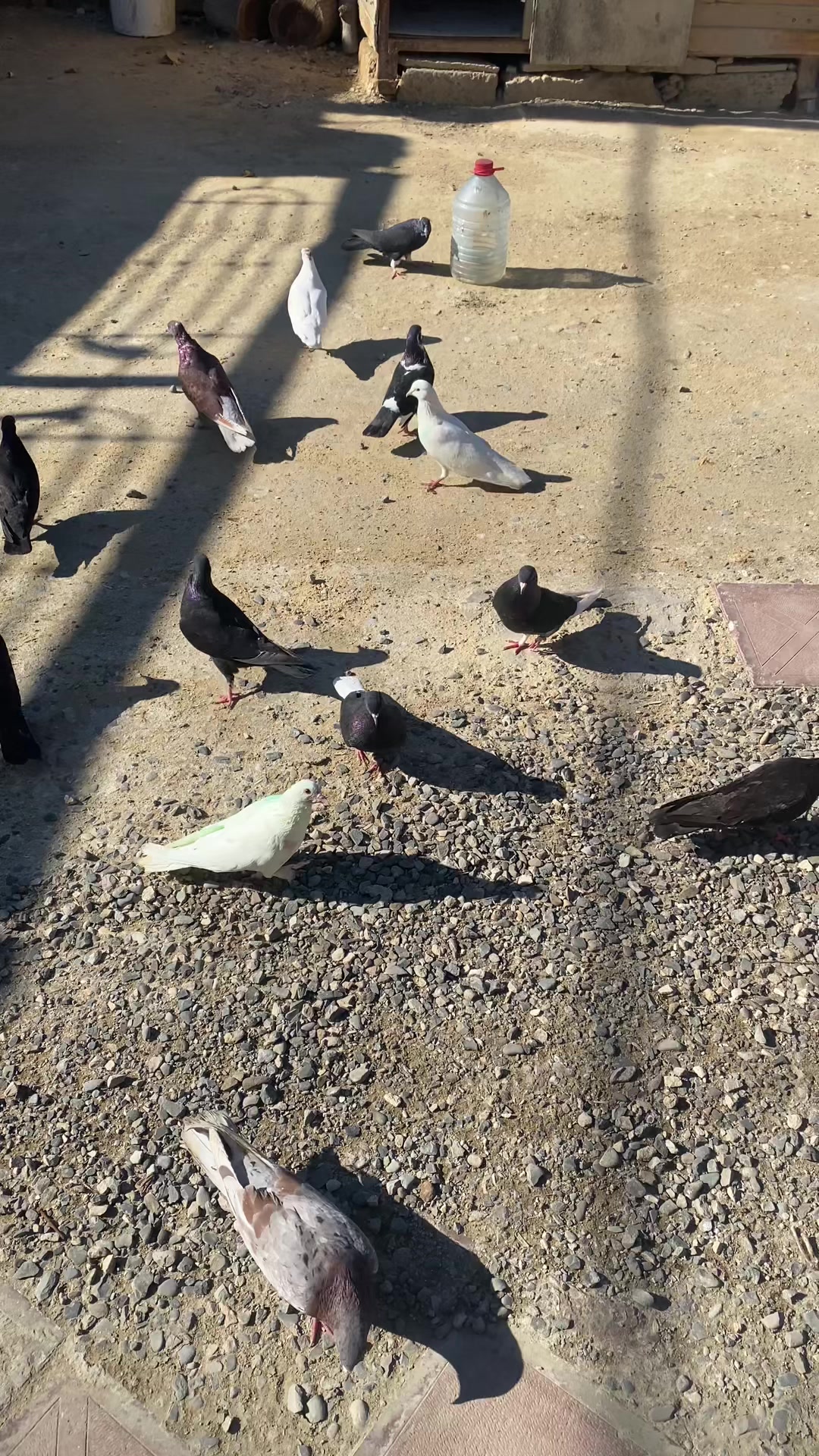@pirsağı