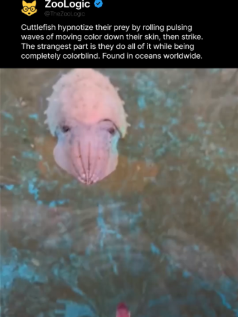 @ZooLogic