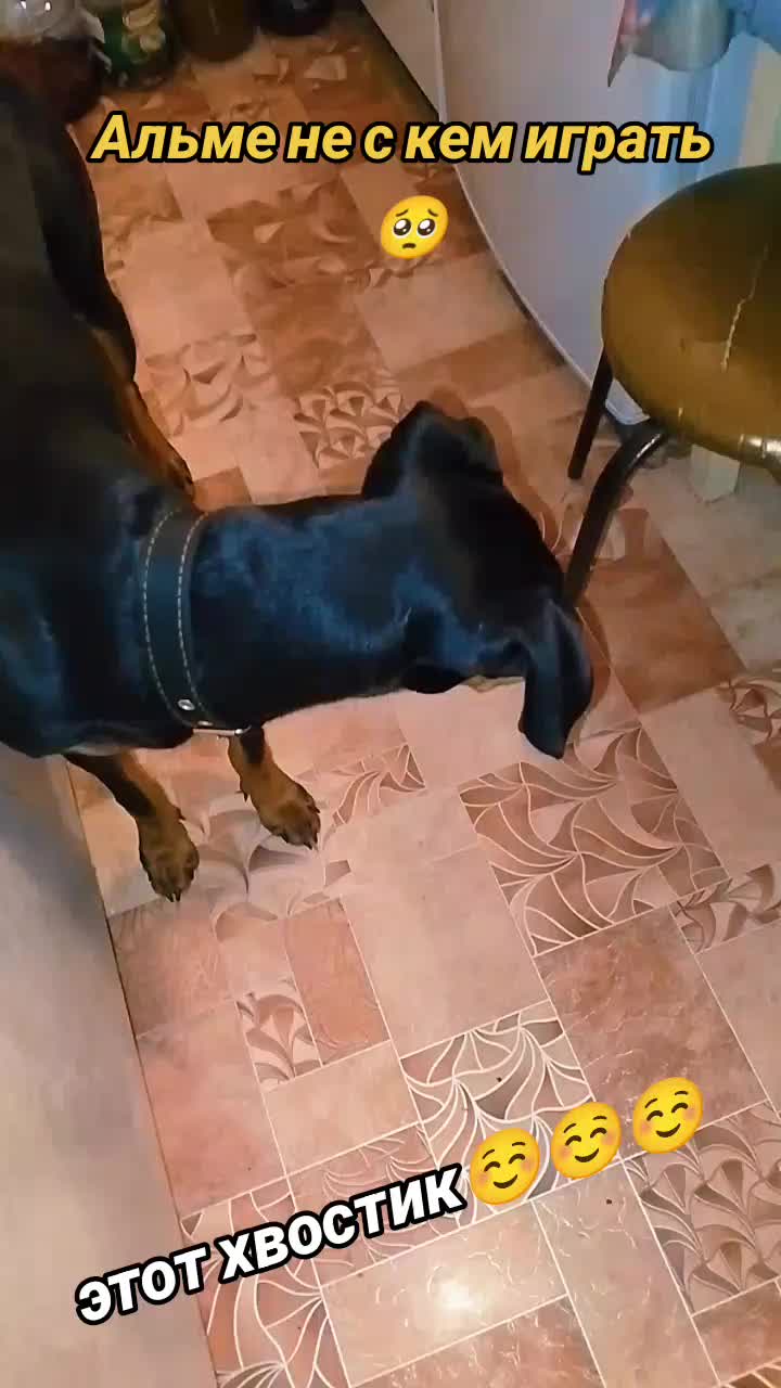 @̴Д̴О̴Б̴Е̴Р̴М̴А̴Н ̴А̴Л̴Ь̴М̴А🖤