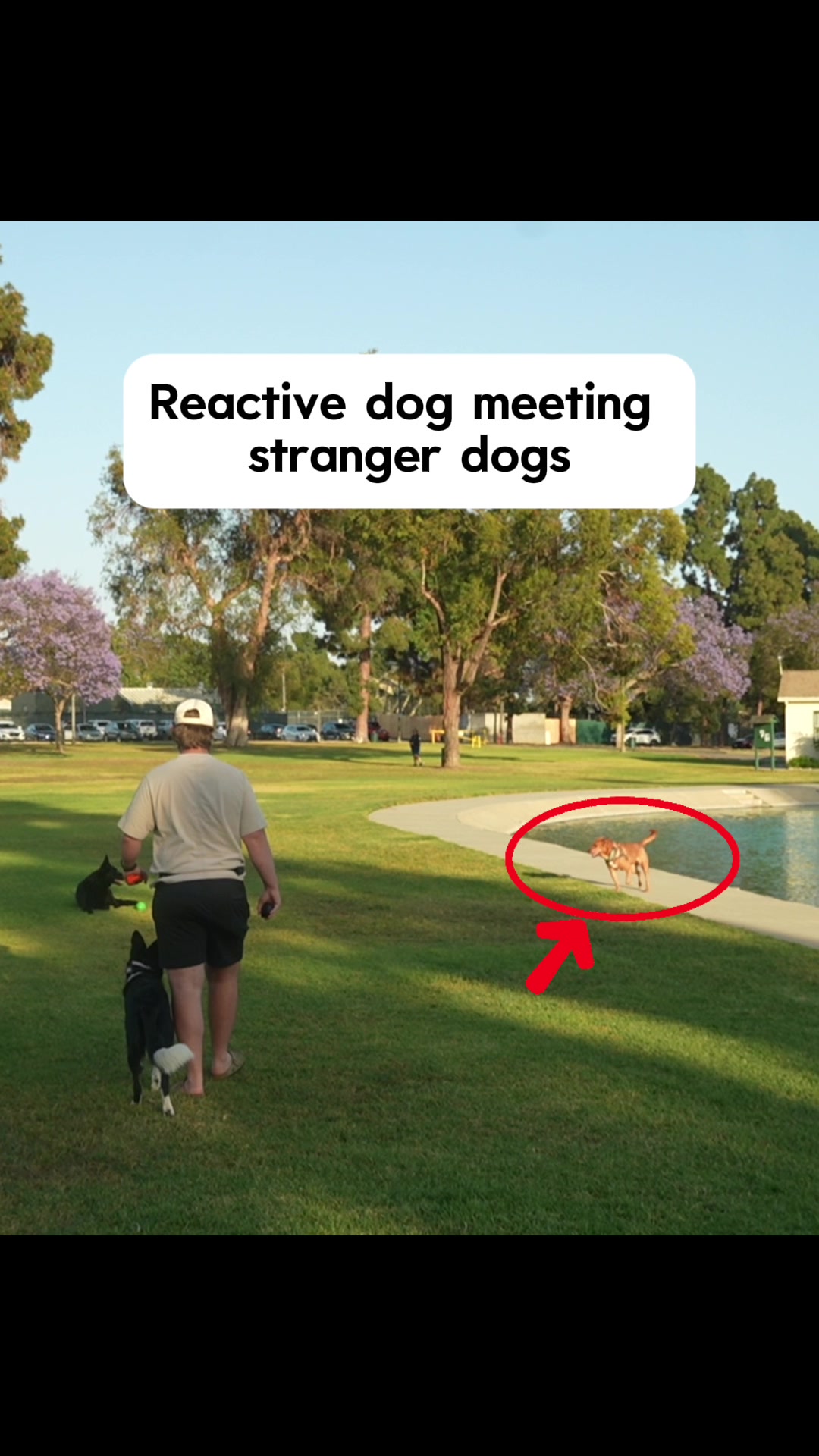 @forthedogs