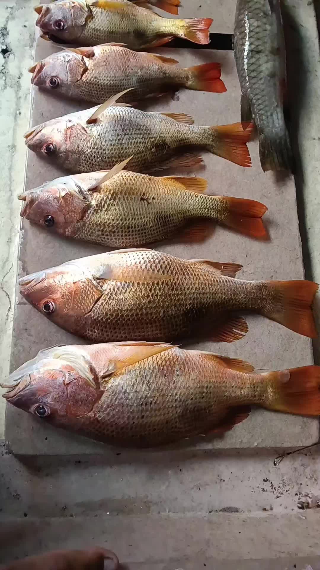 @Aku CikUjang
