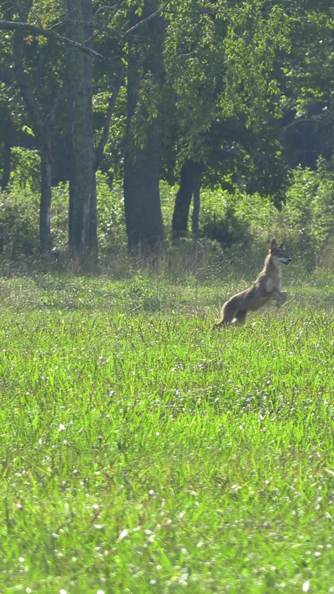 @FOXPRO Game Calls