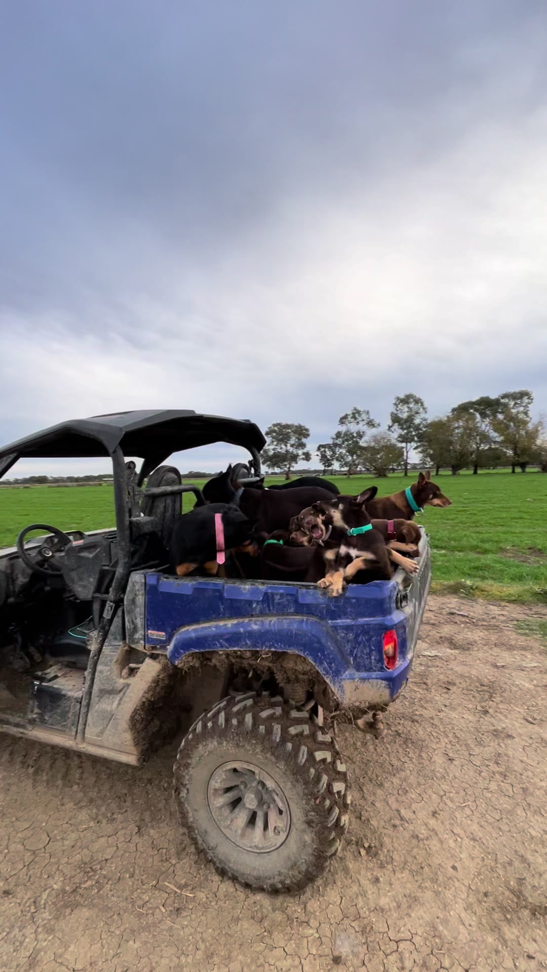 @SouthernDreamin Kelpie stud