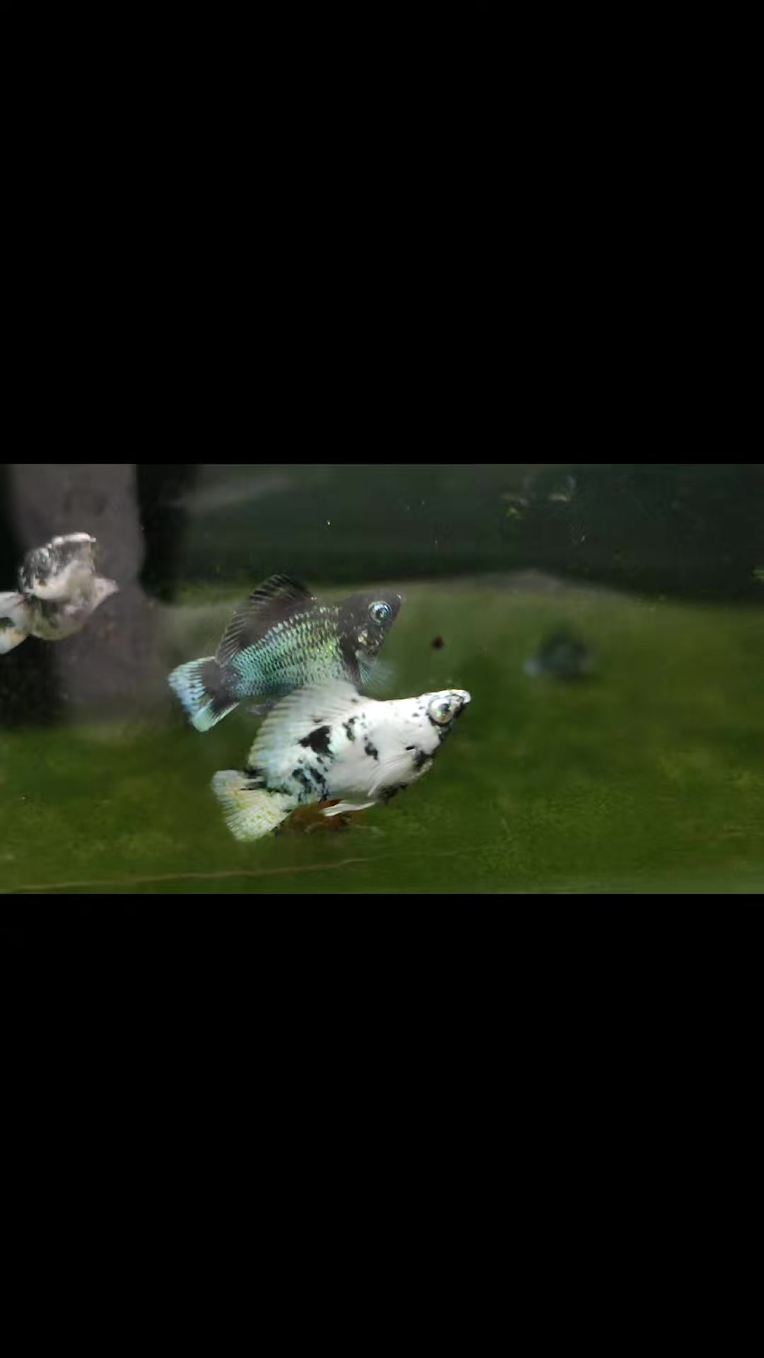 @KMCLO.PiN