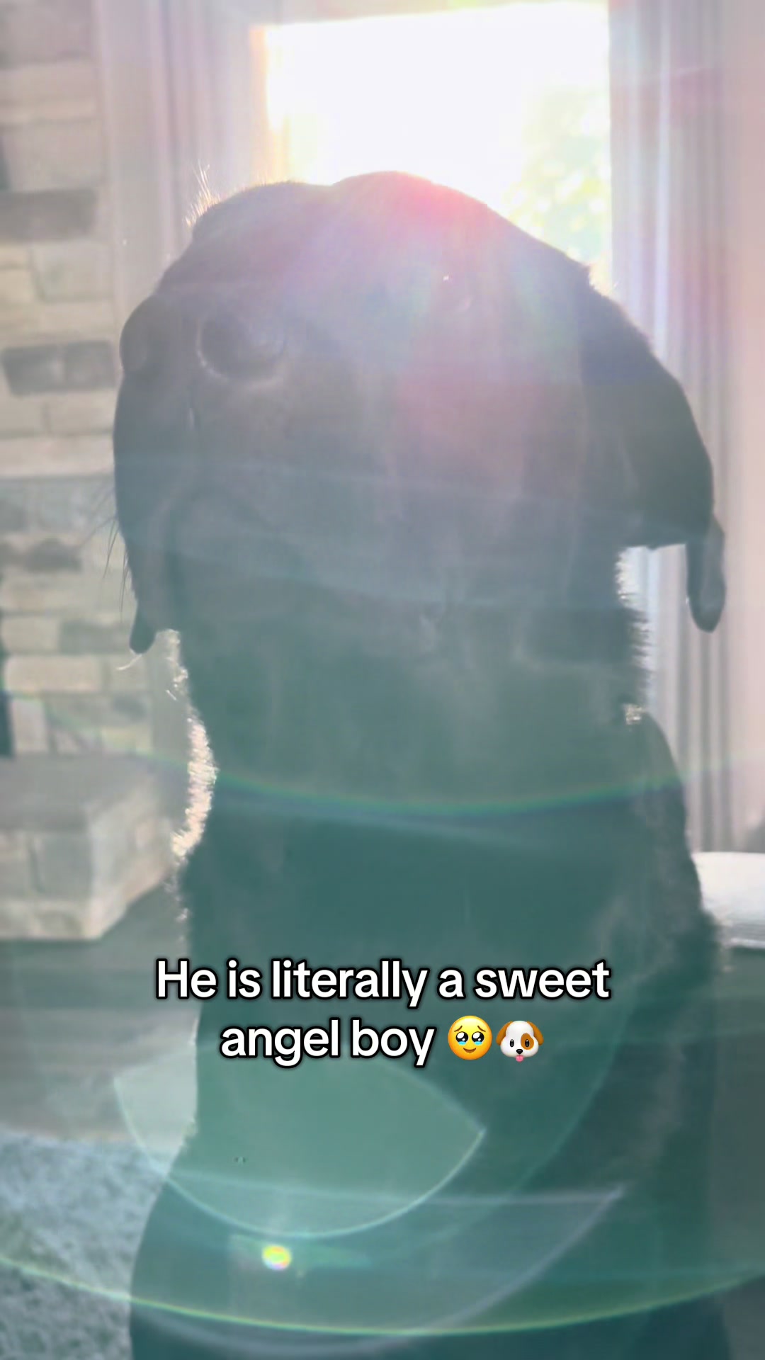 @Gunner the Good Boy Black Lab
