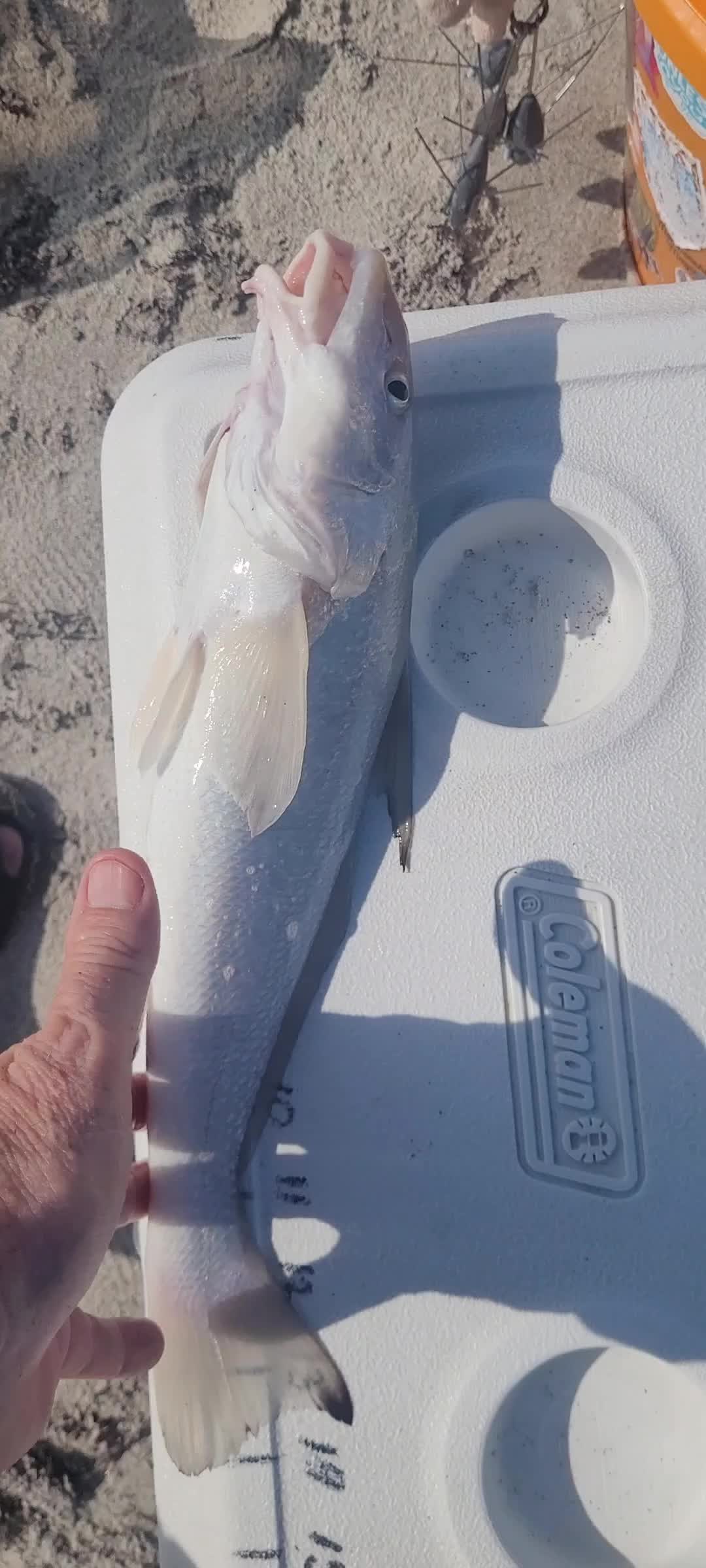 @Ghost of Space Coast Fishing