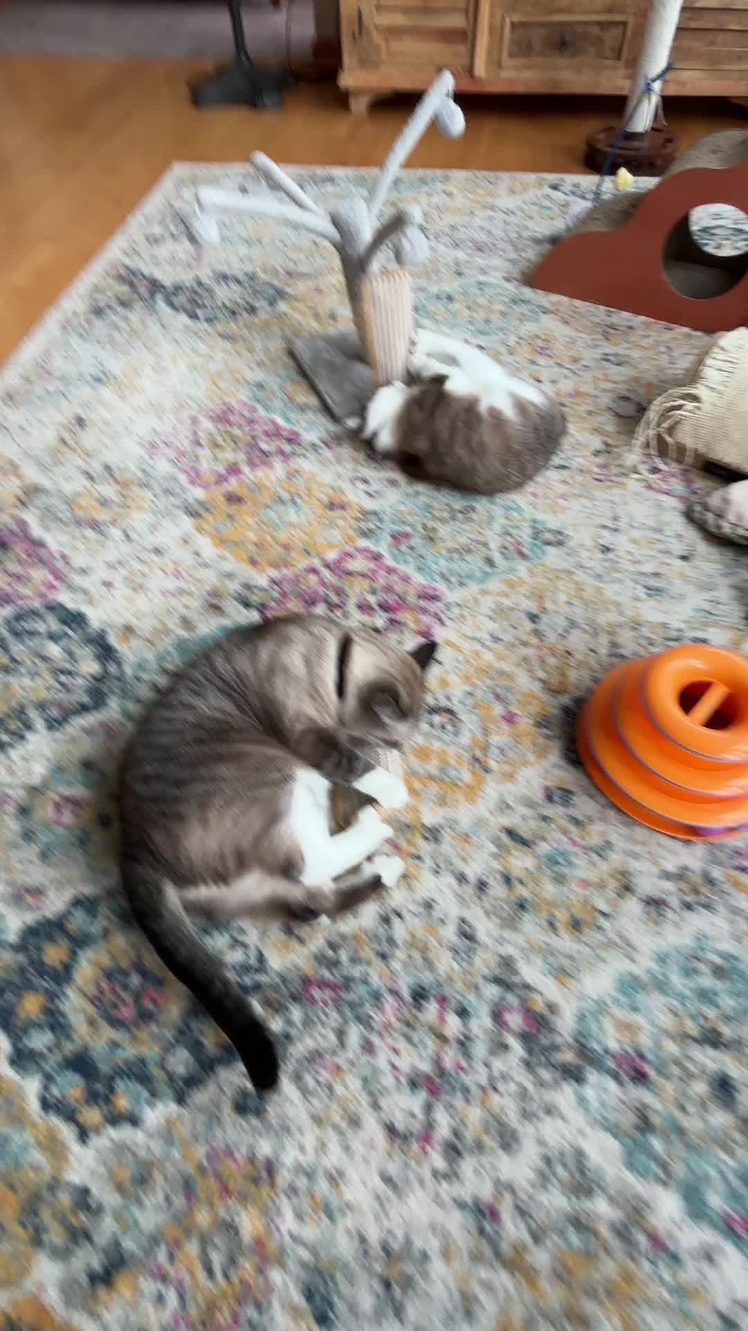 @bellkittiesmom