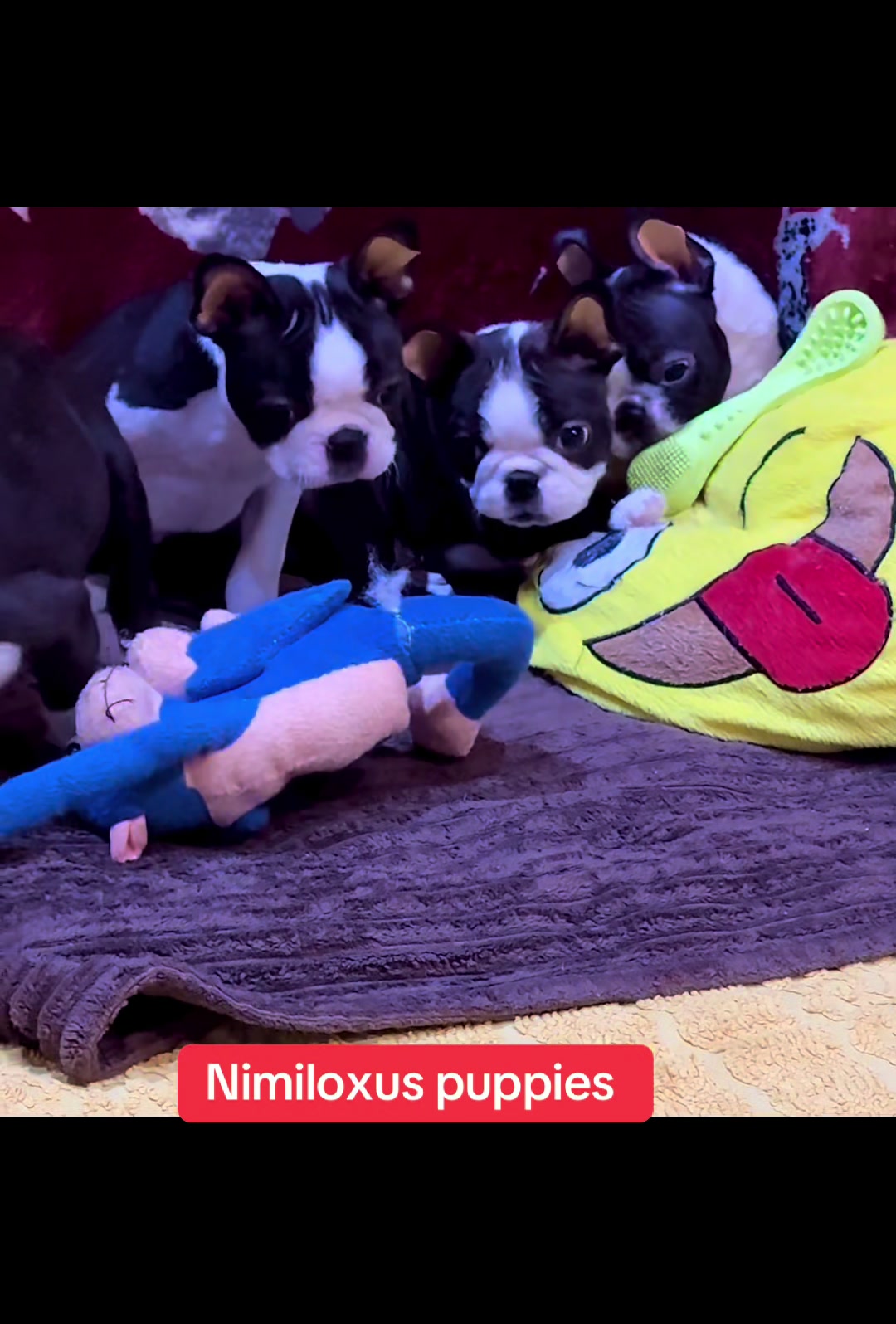 @nimiloxus