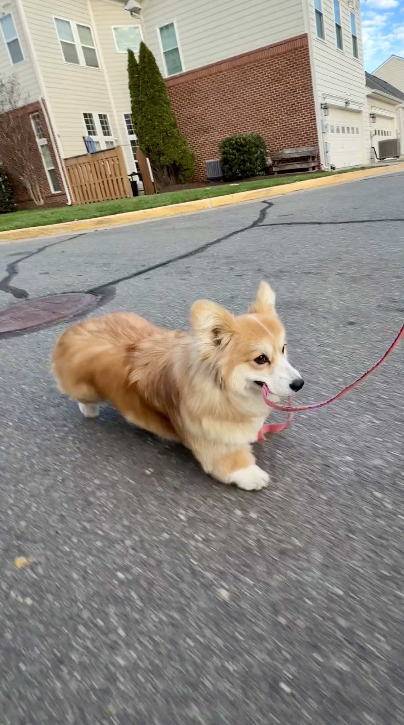 @Hammy & Olivia Corgi