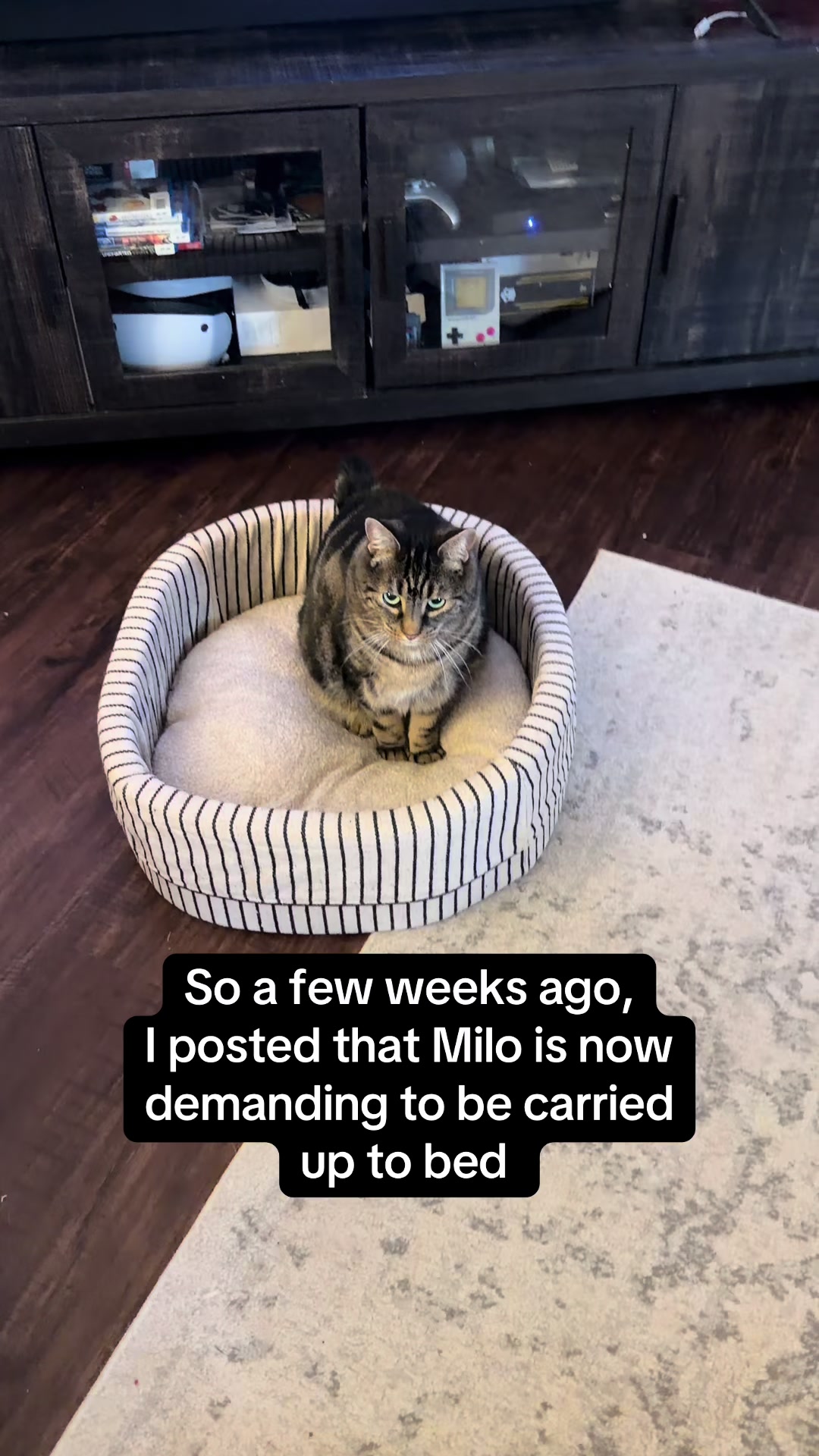 @Milo The Chonk
