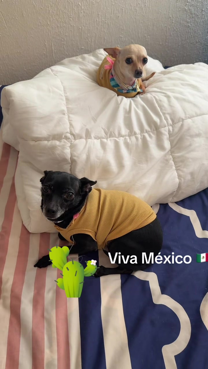 @ChannelyLuna🐕🐩