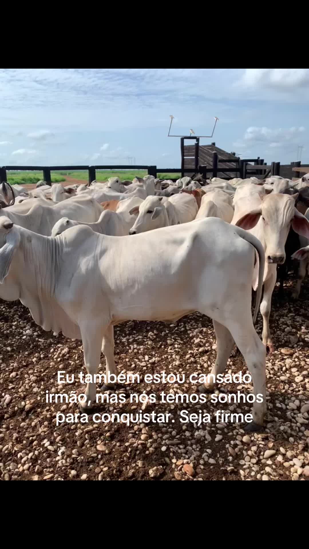 @Berdinazzi 🇧🇷