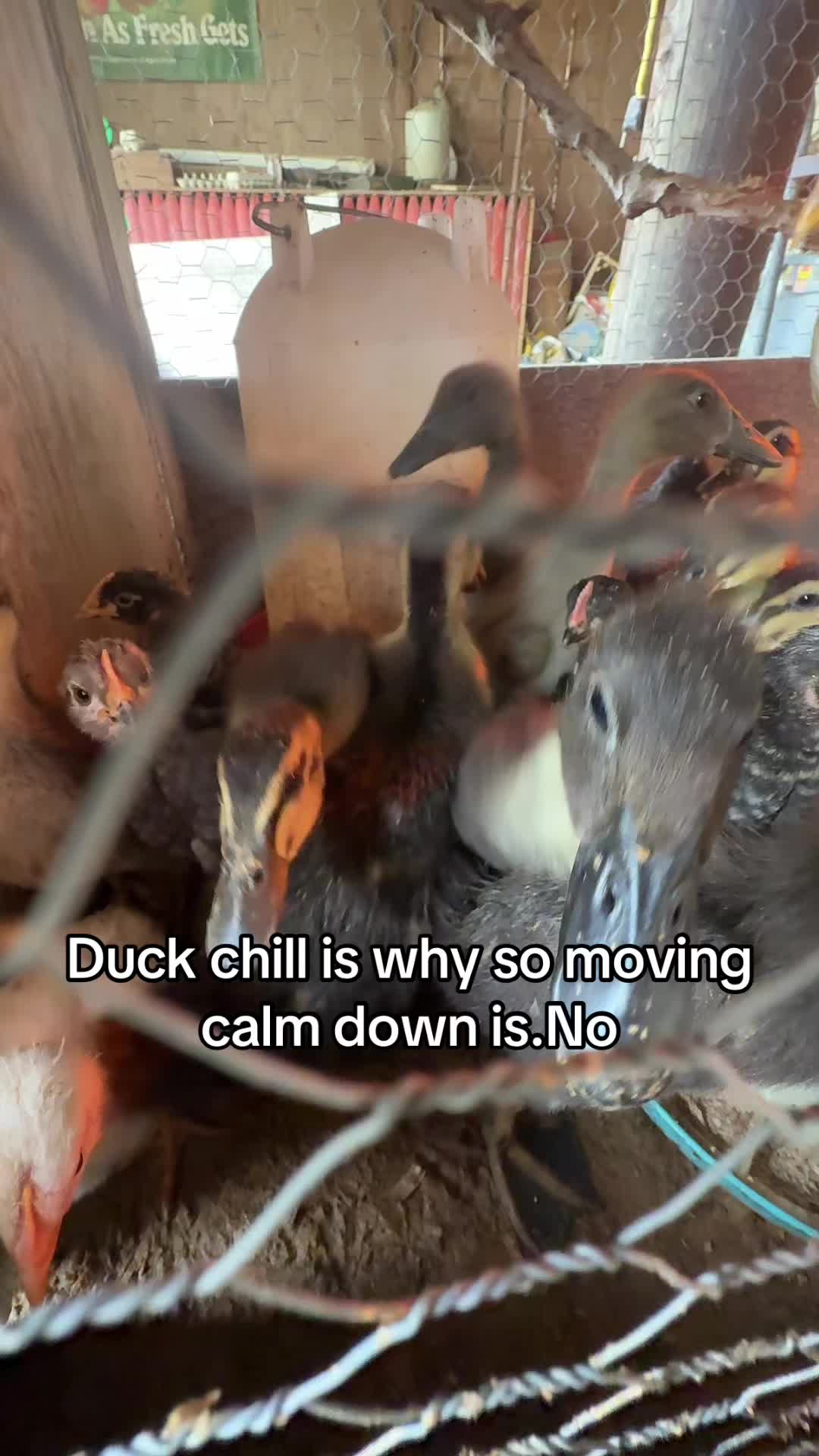 @No