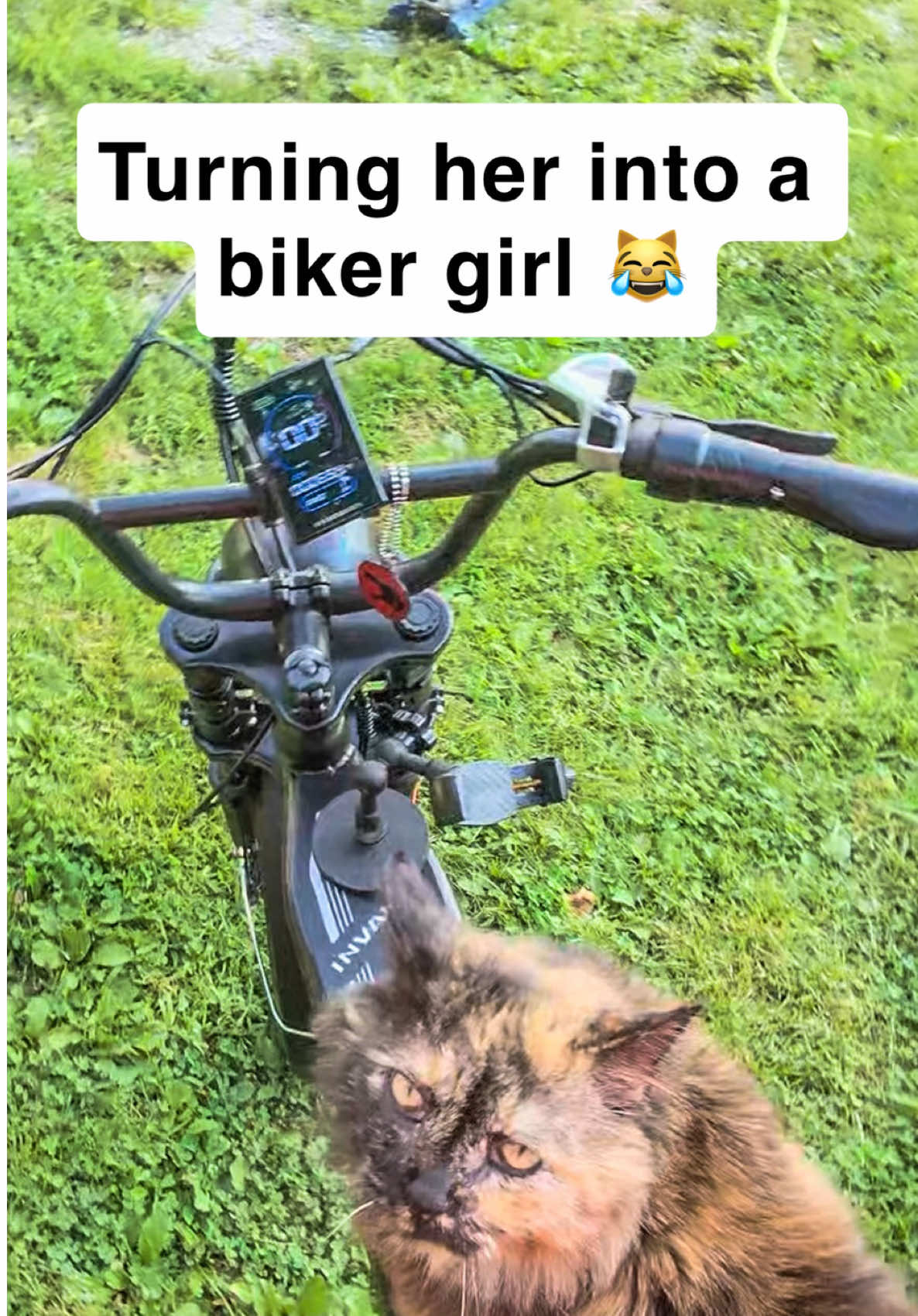 @first class whiskers