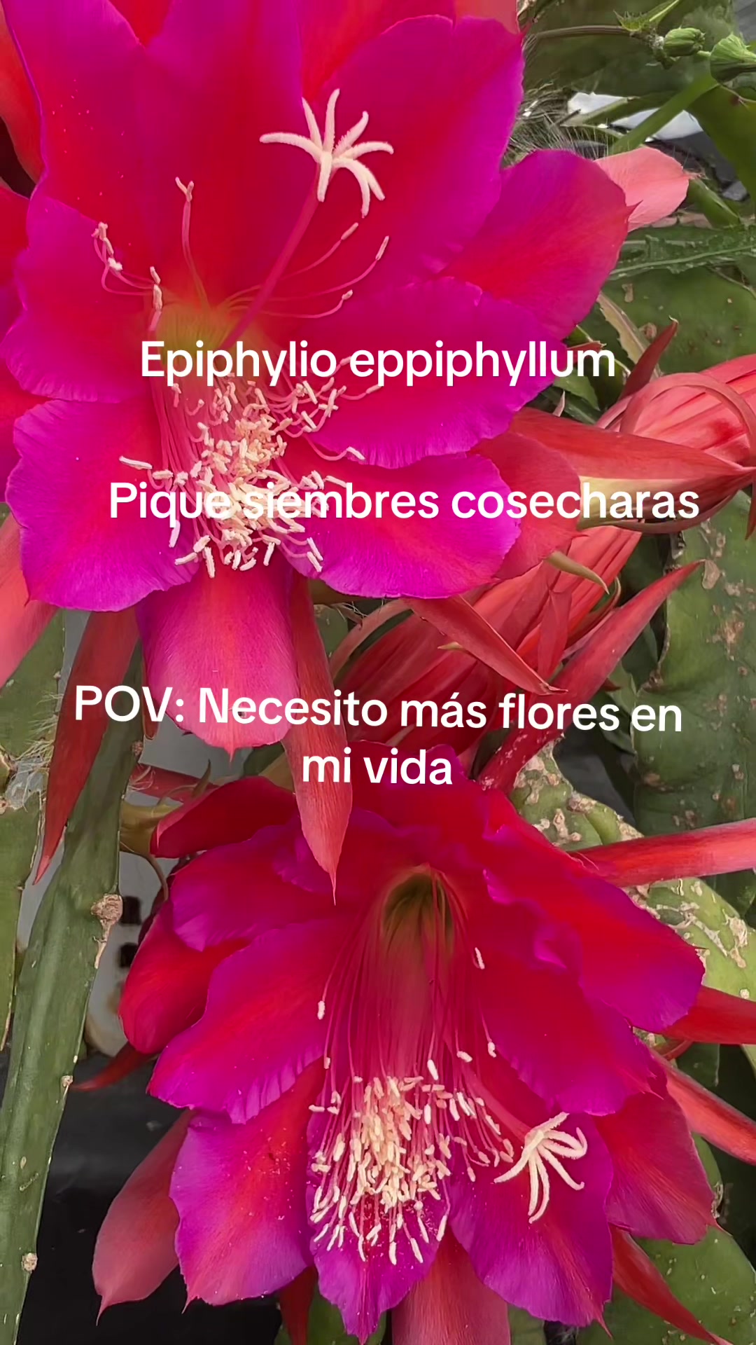 @Maria succulents 🕊️🐚