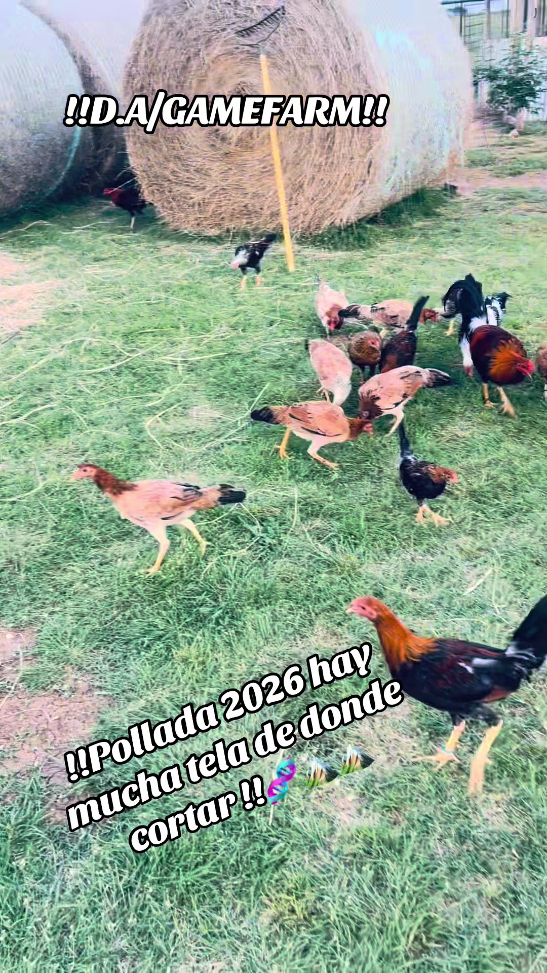 @DAgamefarm