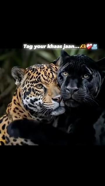 @MJ_mobikhan_dxb🇦🇪