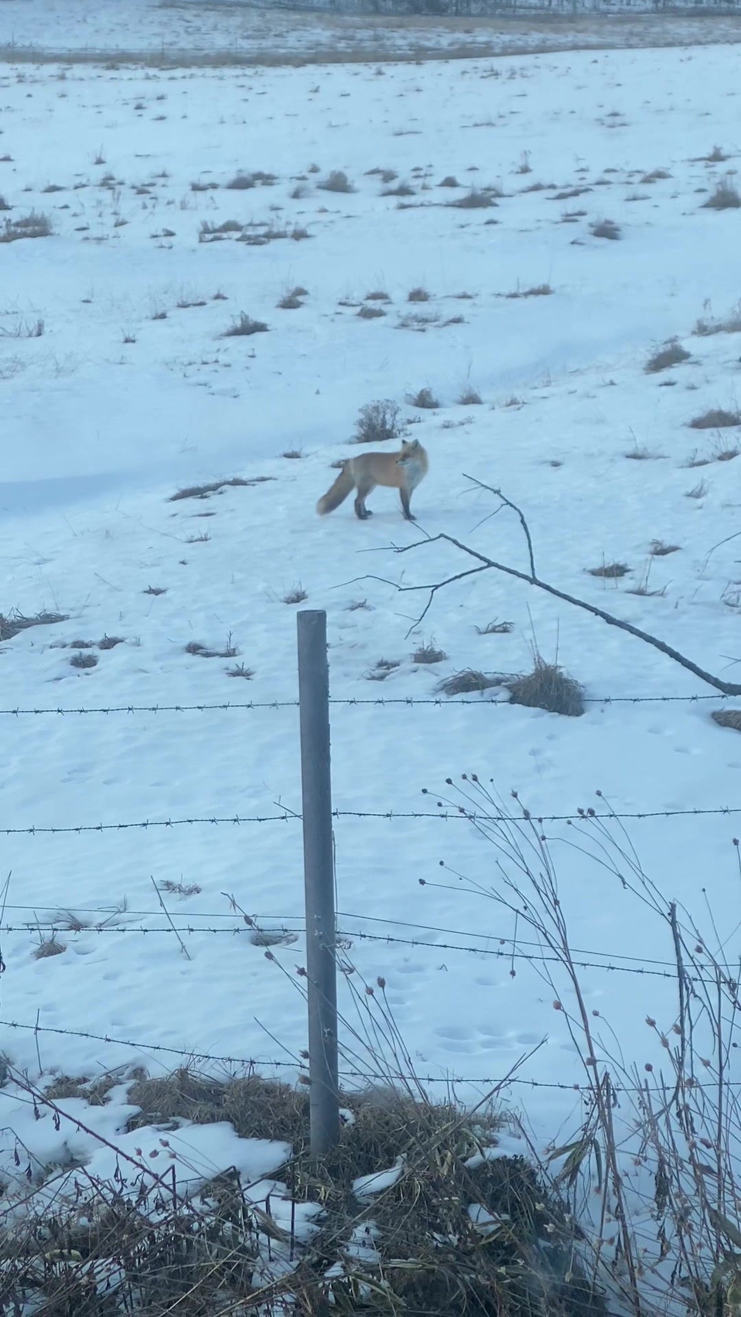@CND GINSENG STORE