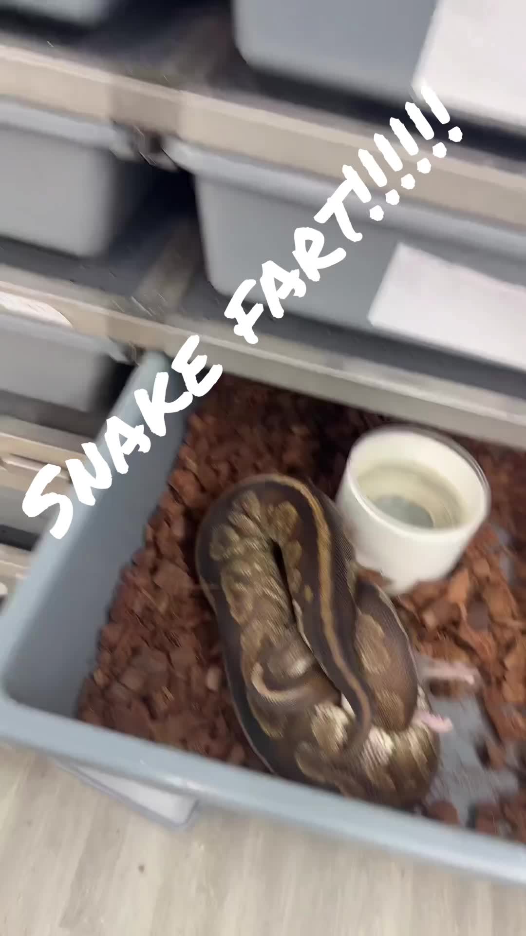 @XtremeSerpentines