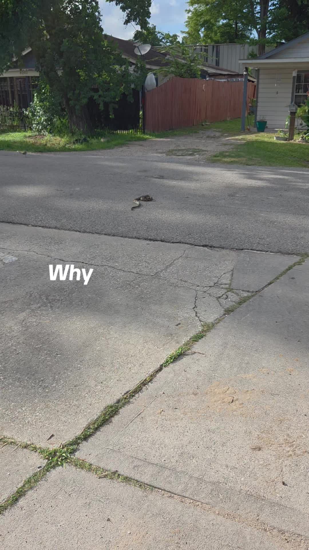 @noneticus