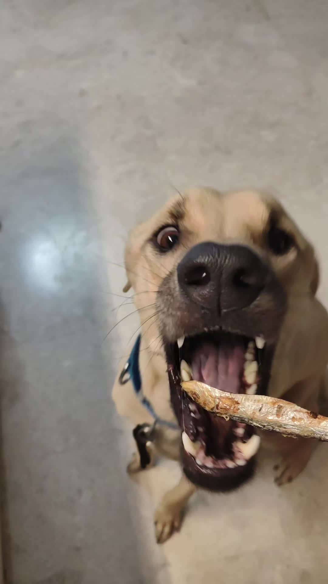 @DDhousepet