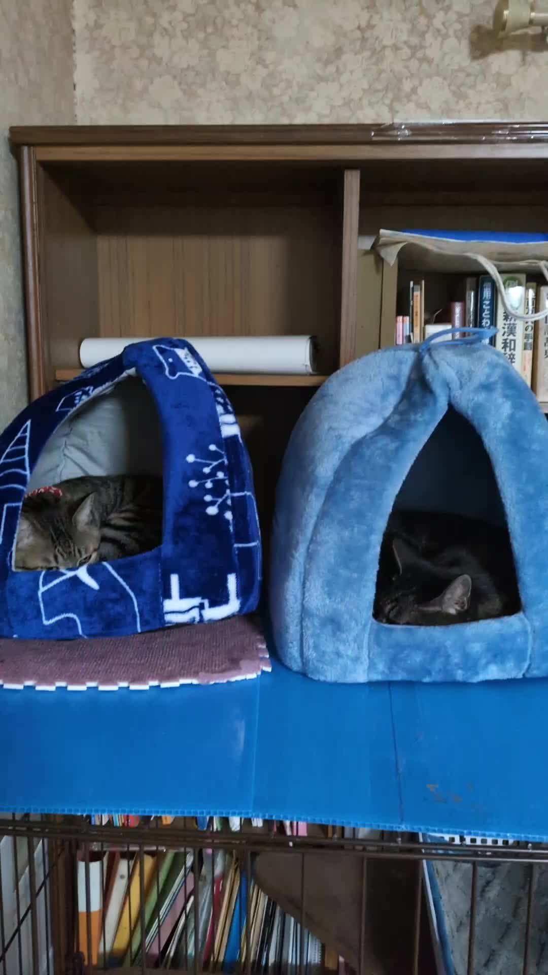 @dycqv9wnky3tふみえ