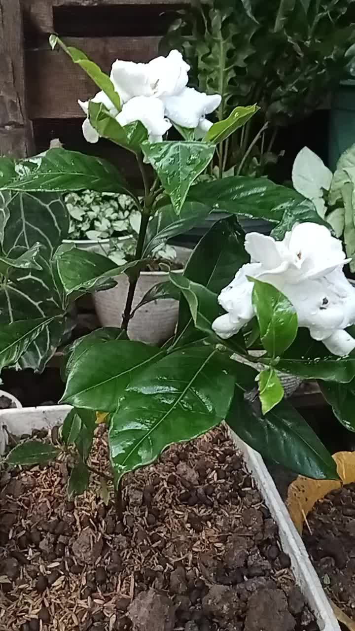 @NUNUNG INSANI