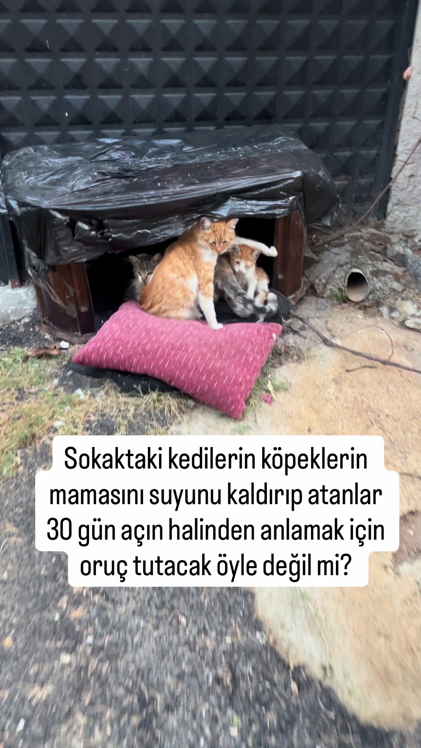 @Ezgi Sultan
