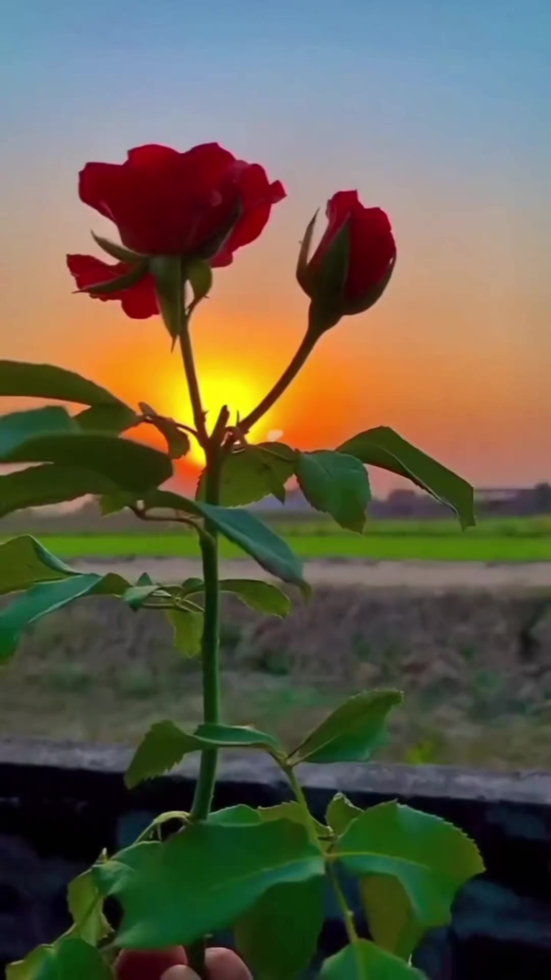 @𑁍〪〫⃕͜ൣ᭄⍣ွဳ⃟ꦼ🌹ɳ&sigma;ɾɱเt&aring;🌹⍣ွဳ⃟ꦼ